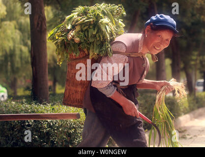 Die Naxi Bäuerin schleppt ihre Tage Ernte wieder zu Hause in Lijiang, nördliche Yunnan Provinz, am 27. September 2012. UPI/Stephen Rasierer Stockfoto