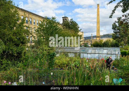 Mann bei der Arbeit (Gartenbau) am malerischen städtischen Kleingarten (Gewächshaus & hoch aufragenden Salze Mühle Schornstein, Jenseits) - Saltaire, West Yorkshire, England, UK. Stockfoto