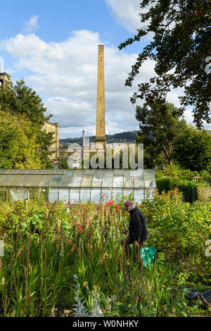 Mann bei der Arbeit (Gartenbau) am malerischen städtischen Kleingarten (Gewächshaus & hoch aufragenden Salze Mühle Schornstein, Jenseits) - Saltaire, West Yorkshire, England, UK. Stockfoto