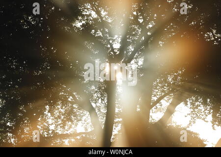 Strahlen von Licht durch einen Baum an einem nebligen Morgen in Leeds. Stockfoto