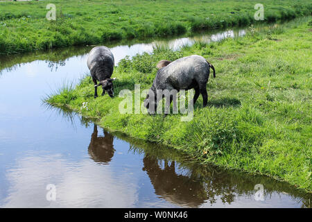 Das Leben in der "Zaanse Schans"-Farm und Schafe in Nederland Stockfoto