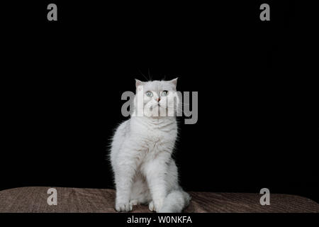 Haustier Katze Fotografie Stockfoto