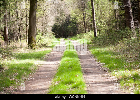 Wild forest road Makro Hintergrund fine art in hoher Qualität drucken Produkte Stockfoto