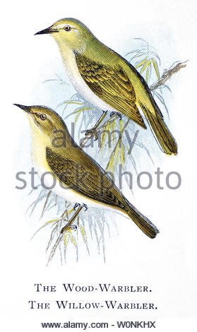 Waldsänger (Phylloscopus sibilatrix) und Weidensänger (Phylloscopus trochilus), Vintage-Illustration veröffentlicht im Jahr 1898 Stockfoto