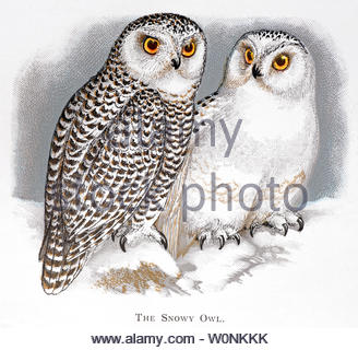 Schnee-eule (Bubo scandiacus), vintage Abbildung im Jahr 1898 veröffentlicht. Stockfoto