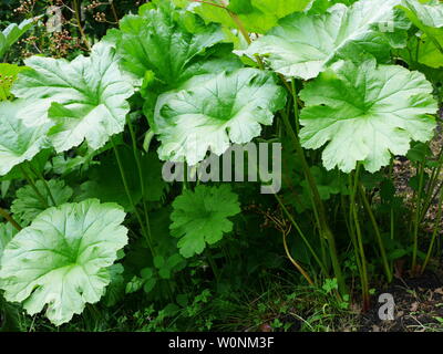 Große grüne Blätter und Stängel von darmera Peltata (Indische Rhabarber/umbrella Anlage) Stockfoto