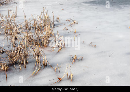 Gefrorenen Teich im Winter mit trockenen braun Schilf kleben aus Eis. Stockfoto