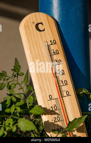 Thermometer mit Grüne Pflanze bei Sommerhitze Wetter Stockfoto