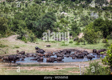 Afrikanische Büffel Herde in Wasserloch im Krüger Nationalpark, Südafrika; Specie Syncerus caffer Familie der Hornträger Stockfoto