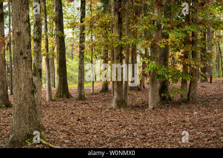 Ein Hain der Bäume in den Wäldern voller Farbe im Herbst mit dem Boden mit Blättern übersät Stockfoto
