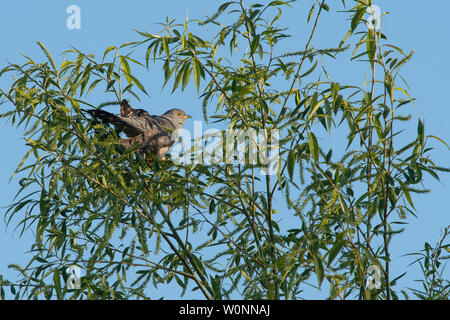 Kuckuck Cuculus canorus - am frühen Morgen Licht in Willow Tree - Rockland Sümpfe Naturschutzgebiet, Norfolk, England, Großbritannien Stockfoto