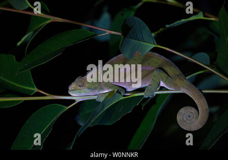 Chameleon auf Nachtwanderung in andasibe Park, Madagaskar Stockfoto