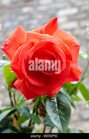 Rote Rose mit Tropfen Stockfoto