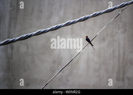 Lonely Rauchschwalbe (Hirundo rustica) sitzen auf Draht Stockfoto