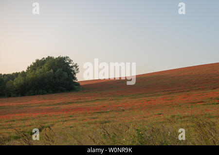 Sommer Sonnenuntergang auf der South Downs über Sompting, in der Nähe von Worthing, West Sussex. Stockfoto