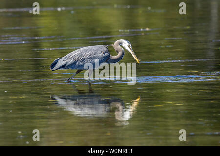 Ein Great Blue Heron steht im ruhigen Wasser der Bucht von Esquimalt in Victoria BC Kanada. Stockfoto