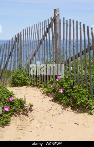 Erosion fechten auf dem sandigen Felsen über dem Ozean in Cape Cod National Seashore mit blühenden hellen rosa Strand Roses Stockfoto
