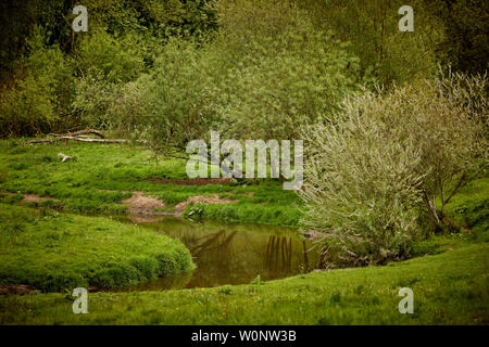 Sommer Holz an Bollin Tal Weg, Wilmslow, Cheshire Freizeit Pfad spiegeln den Lauf des Flusses Bollin Stockfoto