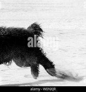 Hintere Füße von Schwarzen Cocker Spaniel hund Spaß am Sandstrand in IJmuiden Santpoort Zuid, Niederlande Stockfoto