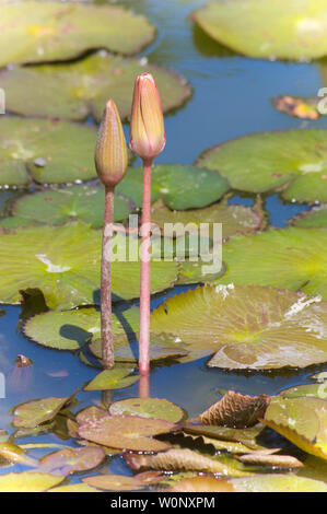 Bild von zwei Knospen der Ägyptischen Blauer Lotus (Nymphaea caerulea), ägyptischer Lotus oder blue water lily bekannt. Stockfoto