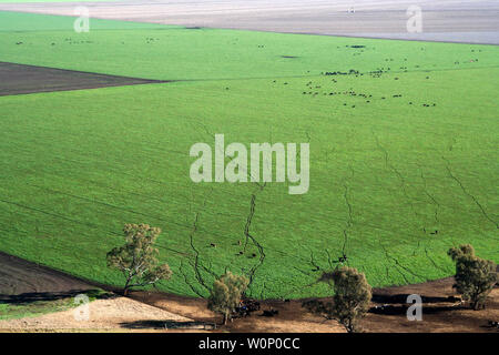 Liverpool plains Northern nsw Australien Stockfoto