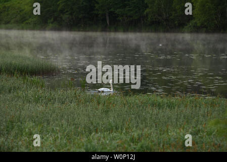 Ein weißer Schwan an einem einsamen See in die Strahlen der aufgehenden Sonne und einem Dunst der Nebel. Stockfoto