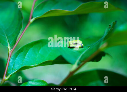 Ein japanischer Laubfrosch, Hyla japonica, auf ein Blatt in Nagano, Japan ruhen Stockfoto