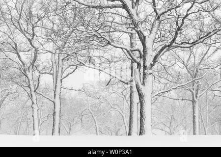 April Schneesturm, Woodland, USA, von Dominique Braud/Dembinsky Foto Assoc Stockfoto