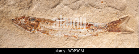 Fossile Fische (Prionolepis cataphractus). Kreideperiode. Cenomanische Schichten. Hjoula, Libanon ZRS Fossils, von Dominique Braud/Dembinsky Photo Assoc Stockfoto