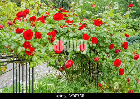 Rose trellis, Rosengarten, VanDusen Botanical Garden, Vancouver, British Columbia, Kanada Stockfoto