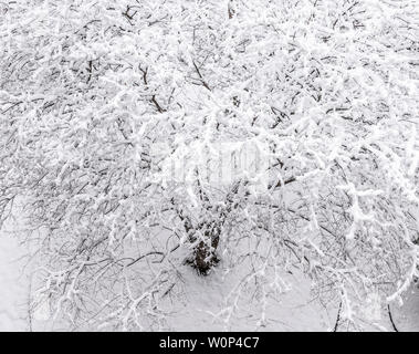 April Schneesturm, Woodland, USA, von Dominique Braud/Dembinsky Foto Assoc Stockfoto