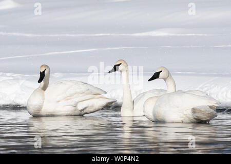 Trumpeter Swans (Cygnus buccinator) entlang der St. Croix River, Hudson, Wisconsin. Mitte Februar. Stockfoto