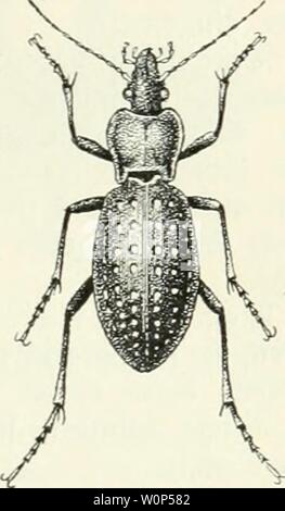 Archiv Bild von Seite 12 Der käfersammler Hrsg. von der. Der käfersammler. Hg. von der Redaktion des guten Kameraden derkfersammler 00 bauauoft Jahr: 1911 2. olbgrüner 3 taul&gt; enföter. (Calosoma sycophanta L.) 2. unfttauffäfer. (Carabus hortensis L.) mcift fceiben, dornigen 33 orberfIügeI eingelenft; fein unterer £ eilf bie 3 Jftttel 6 ruft, trägt baö mittlere Sein -- Stockfoto