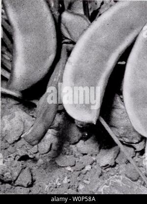 Archiv Bild von Seite 12 der beschreibenden Katalog von Gemüse [für. Beschreibender Katalog der Gemüse [für die Konservenindustrie und Einfrieren] descriptivecata 1949 Asso 0 Jahr: 1949 Züchter und Züchter. 9 LIMA BOHNEN: Zwerg oder Bush Länge Breite von Pod pod Zoll Zoll Tage BABY KARTOFFEL 234 34 72 - Amerika Silber Medaille für 1940. Die ursprünglich von Prof. W. A. Huelsen, Universität von Illinois gewählt; entwickelt und von zugehörigen Saatgutvermehrer, Inc. Die Bohnen eingeführt sind kleine, aber Dick, der helle grüne Farbe, wenn frisch und ähnlich im Geschmack zu Fordhook. White: 65 pro Unze. CLARK'S BUSH 234 Exklusive Stockfoto