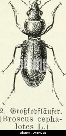 Archiv Bild von Seite 16 Der käfersammler Hrsg. von der. Der käfersammler. Hg. von der Redaktion des guten Kameraden derkfersammler 00 bauauoft Jahr: 1911 2. Ssrjgrüner Säjnet laufet. (Harpalus aeneus F.) (Äufer. (Pterostichus niger Seil.) Sßeibdjen größer mit biderem Hinterleib, ineil biefer bie@ier trägt, faßt inbeffen biefer Unterfdjieb nidjt Stockfoto