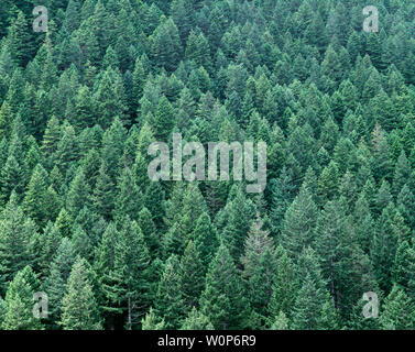 USA, Washington, Olympic National Forest, alte Koniferen Wald besteht in erster Linie aus Douglasie aus dem Trockner Ostseite der Olympic Peninsula. Stockfoto