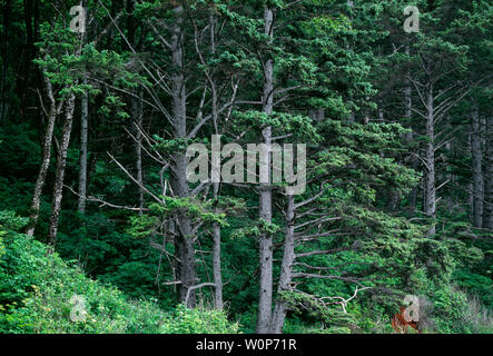 USA, Washington, Olympic National Park, direkt am Meer an der Küste Wald von Sitka Fichte wächst entlang der Küstenlinie an der Rialto Beach. Stockfoto