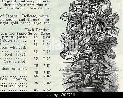 Archiv Bild von Seite 19 der beschreibenden Katalog von Gemüse, Blumen,. Beschreibender Katalog der Gemüse, Blumen und Samen Descriptivecata 00 WeebE Jahr: 18 uu KATALOG DER SAMEN, WURZELN UND KNOLLEN 19 WAHL GEMÜSE für Herbst Aussaat und zwingen die Spargel Wurzeln 11.000 Wurzeln ein Hektar Anlage wird; die Entfernung, 4 Füße in Bohrer, 1 Fuß in der Zeile. Die Palmetto. Starke zwei-Jahr-alten Wurzeln, $ 1,00 1 Kolossal. Starke zwei-Jahr-alten Wurzeln, $ 1,00 pro Pro 100; $ 8,00 pro 1000. Ich 100; $ 6,00 pro 1000. Bohnen Qt. Früheste Red Valentine. $: o15: 0 $ 25 frühen Mohawk. 15 25 Longfellow 15 30 Ne Plus Ultra 15 30 Triu Stockfoto