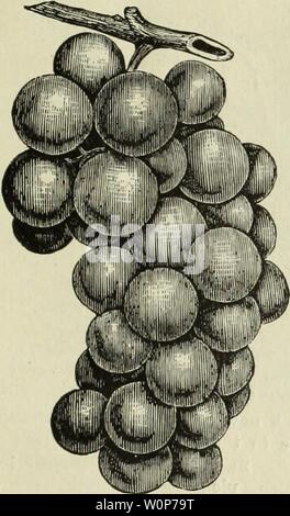 Archiv Bild von Seite 20 der beschreibenden Katalog von Obst und. Beschreibender Katalog der Obst- und Zierbäume, blühende Sträucher, Rosen, Blumen, Blumenzwiebeln, Reben, kleine Früchte Pflanzen, usw., usw. descriptivecatal 1893 cumb Jahr: 1893 SHIREMANSTOWN, PA. 17 Moore ist Früh. - mittlere Bündel zu groß, aud sehr kompakte; Beeren fein, groß, schwarz, mit einem schweren blauen Blüte; Fleisch zart, lus-cious, sehr saftig und Süß; ein sämling der Eintracht. Mitte - dle im August. 30 Cent. Merrimack. (Rodgers' Nr. 19.) - Ahnung große; berrieslarge, Schwarz, süß, reiche aud von ausgezeichneter Qualität. Zuletzt im September. 2) Stockfoto