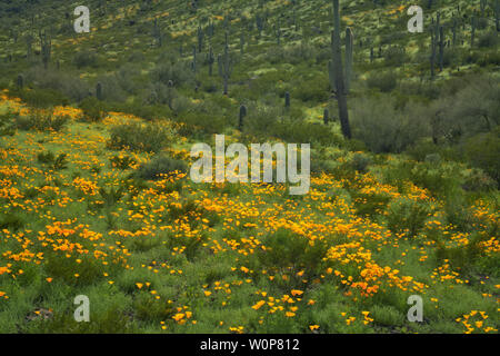 Winter El Nino regen erstellen ein Super Frühjahrsblüte des Mexikanischen Mohnblumen im südlichen Arizona der Picacho Peak State Park. Stockfoto