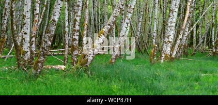 USA, Washington, Olympic National Park, Spring Wachstum von Red alder Grove und Gräser in der Hoh Tal. Stockfoto