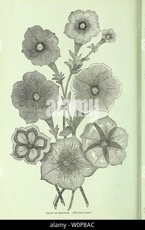 Archiv Bild von Seite 23 der beschreibenden Katalog der Blumensamen,. Beschreibender Katalog der Blumensamen, Gewächshaus und krautigen Pflanzen, Rosen, Zierpflanzen Gebüsch, Glühbirnen und dekorative Waren des Blumenhandels Artikel descriptivecatal 00 tcma Jahr: 1871 Stockfoto