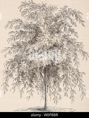 Archiv Bild von Seite 23 der beschreibenden Katalog von Zierbäumen,. Beschreibender Katalog der dekorative Bäume, Sträucher, Rosen, blühende Pflanzen,&c ellw descriptivecatal 1875 Jahr: 1875 20 ELLWANGER & BARRY'S KATALOG. 4''-.:''' ypiicur: â â¢ - - - "JJK "FRAXINUS EXCELSIOR VAR. PENDULA. (Europäischen Weinen AshJ F. e. var. Aurea pendula. Golden-baeked Weinen Asche. Eine elegante weinenden Baum. Rinde im Winter gelb als Gold, $ 1,00. Aar. lobosa jÂ'". Zwerg Globus - unter der Asche. Ein sämling von unseren; zarter kugelförmigen Wachstum und kleine, Myrte - wie foliageâworked G oder 8 Fuß hoch Es macht einen Ve Stockfoto