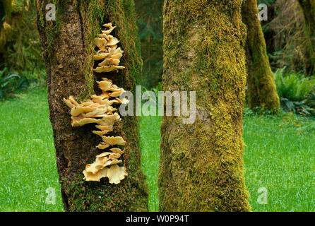 USA, Washington, Olympic National Park, Oyster mushroom zusammen mit Moose Wachsen am Stamm eines toten Erle; Hoh Regenwald. Stockfoto