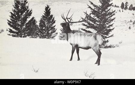 Archiv Bild von Seite 28 Eine deskriptive Analyse von Montana. Eine deskriptive Analyse der Montana Waldressourcen descriptiveanaly 11 schw Jahr: 1975 Abbildung 11.- Dieser Stier eVk ist "Teil einer großen Herde, Sommer in Yellowstone Park und die Winter auf der Gallatin 'National Forest. voneinander abhängig. Zusätzlich, Holzernte und den damit verbundenen Straßenbau heben noch wichtiger aber als weitgehend unbeantwortete Fragen in Bezug auf den Nettoeffekt, positiv oder negativ, für Big game Populationen. Mehrere Studien über diese Auswirkungen sind nun im Gange, aber bis die Ergebnisse vorliegen, Entscheidungen so zu re-sponses und Stockfoto