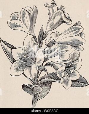 Archiv Bild von Seite 28 der beschreibenden Katalog von Rosen, Clematis,. Beschreibender Katalog der Rosen, Clematis, Zierpflanzen, Obst etc./C.S. Curtice & Co 1893 descriptivecatal cscu Jahr: 1893 SYRINGA ODER MOCK ORANGE. Blütezeit; es verdient einen Promi-nent in allen Sammlungen von Gebüsch. Sie bilden große Sträucher zwölf bis fünfzehn Meter hoch, kann aber natürlich kleinere durch Beschneidung gehalten werden. 25 cts. Baum P/EONIA. Dieses Werk statt sterben auf den Boden jeden Winter als herbace-ous Sorte, ist ein kleines, stark bewaldeten Strauch. Banskii. - Eines der besten; Farbe hell rosa Stockfoto