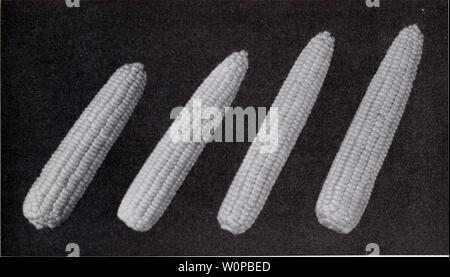 Archiv Bild von Seite 36 der beschreibenden Katalog von Gemüse (1952). Beschreibender Katalog der Gemüse descriptivecata 1952 Asso 0 Jahr: 1952 Züchter und Landwirte 33 Carmelcross (y) eine zweite frühe Hybride entwickelt, die von der Connecticut Experi- ment-Station, New Haven. Kräftige und hohe Erträge im Vergleich zu seinem frühzeitigkeit. Messe Widerstand gegenüber der bakteriellen Welke. Mittelgroß, leicht Spitz die Ohren, mit 12-14 Zeilen der gelb-Kernels. Höhe des Stiels Füße Länge von Ohr zoll Tage 79 Country Gentleman, Illinois, 8x6 (w) Ein äußerst Dürre und bakterielle - willst beständig Hybrid originat Stockfoto