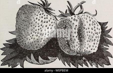 Archiv Bild von Seite 36 der beschreibenden Katalog von Obst und. Beschreibender Katalog der Obst- und Zierbäume, Evergreens, Weinreben, Sträucher, Zwiebeln, &c., 1881 descriptivecatal stor Jahr: 1881 31 Erdbeeren. Für den Bereich Kultur Werk i durch 4 Meter auseinander, 10.900 auf den Morgen; für Garten Kultur, Anlage von zwei Leet auseinander. Jeder guten Erde, die gute Mais oder Kartoffeln produzieren ist für die strawberr} geeignet. Die Pflanzen ma} - im Frühjahr oder Herbst eingestellt werden, aber wenn im Herbst einstellen, sollten Sie im September gepflanzt werden, damit Sie vor dem Winter gut verwurzelt. Wenn spät gepflanzt Stockfoto