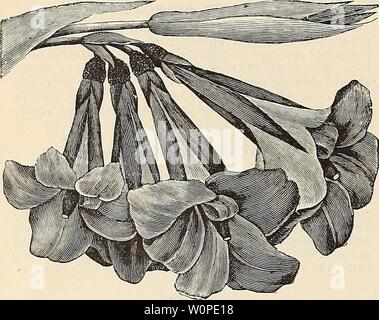 Archiv Bild von Seite 49 der beschreibenden Katalog und Preisliste. Beschreibender Katalog und Preisliste: Tropische und Subtropische, Obstbäumen, Palmen, Zierpflanzen, Orchideen und Gewächshaus Pflanzen descriptivecata 1891 Seve 0 Jahr: 1891 46 R.D. HOYT, sieben Eichen Baumschulen, BAY VIEW, Florida. CANNA EHEMANNI. CANNA. Diese prächtigen Pflanzen wachsen zugunsten jedes Jahr, und das zurecht, denn es gibt nur wenige Pflanzen, die Sie in der Schönheit der tiower und Laub Excel, oder dass als geeignet für unsere semi-tropischen Garten. Unsere Kollektion umfasst das Beste aus der alten varie - Krawatten, zusammen mit einigen Stockfoto