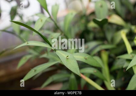 Close up an Blättern Ruscus hypoglossum Anlage. Stockfoto